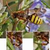 Nomada signata